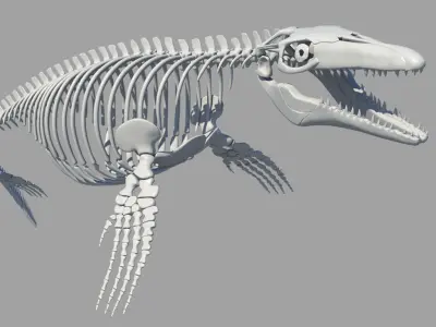 Mosasaurus Hoffmanni Historically Accurate 3D model