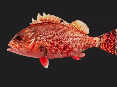 Scorpionfish Low-poly 3D model