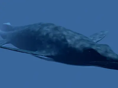 Platecarpus shark Low-poly 3D model