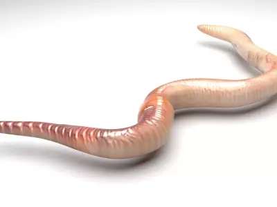 Earthworm 3D model