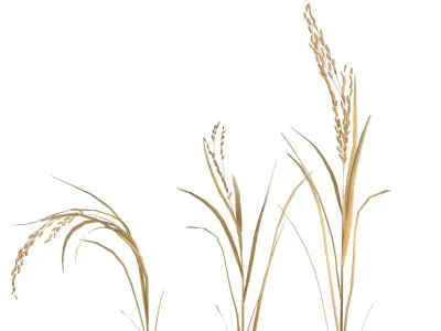 dried rice stalk Low-poly 3D model