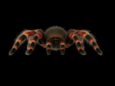 Tarantula Low-poly 3D model