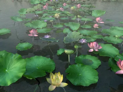 Lotus pond 3D model