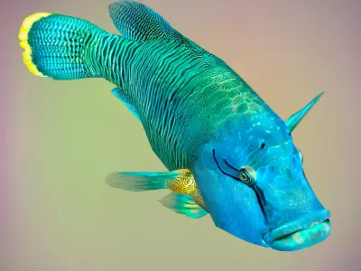Fish Humphead Wrasse or Napoleonfish Low-poly 3D model