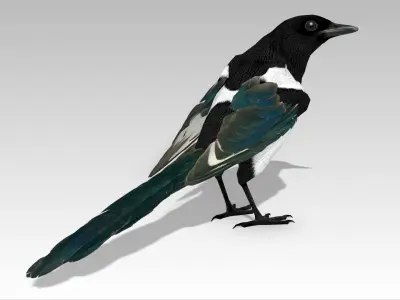 Magpie Low-poly 3D model