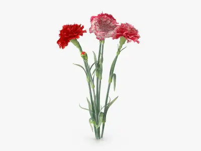 Carnation - Bouquet 3D model