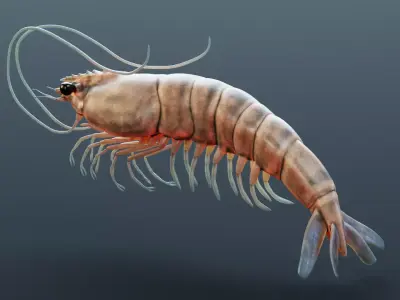 -Prawn- 3D model