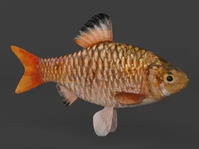 Barb Fish 3D model