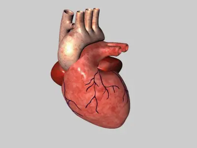 Human Heart Model 3D model