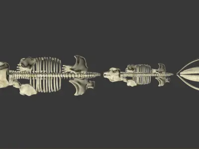 Animal sceletons 3D model