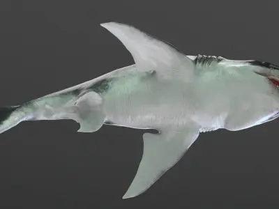 Dinosaur MEGALODON - Sea Monster Series 5 Low-poly 3D model