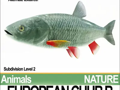 European Chub B 3D model