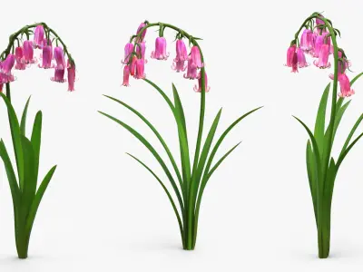 Campanula Bellflower Plant with Arching Stem Pink 3D model