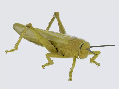 Grasshopper Low-poly 3D model