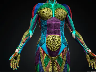 Female Anatomy Kit Commercial License Low-poly 3D model