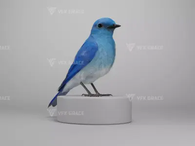 Sialia Currucoides Animation 3D Model Rigged for Blender 3D model