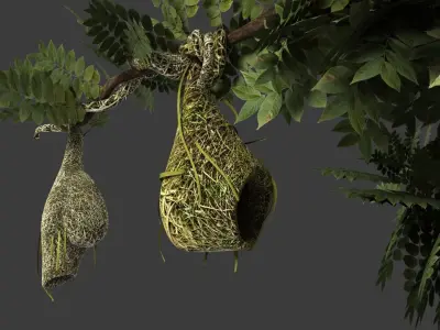 Baya Weaver Nest 3D model