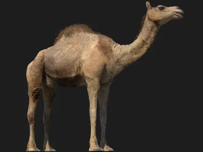 Camel Rigged No fur 3D 3D model