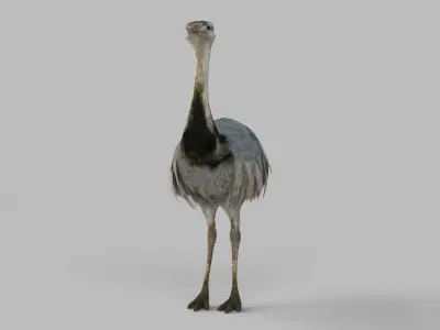 3D model Emu Bird 3D model