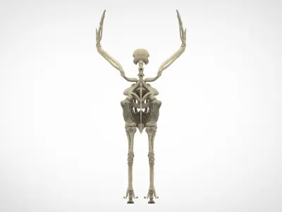 Hippogriff Skeleton 3D model
