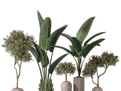 Bird Of Paradise Bird and Olive Tree Indoor Vase 11 3D model