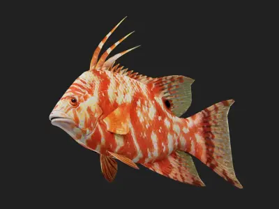 Hogfish Low-poly 3D model
