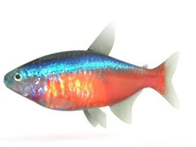 Neon Tetra Fish 3D model