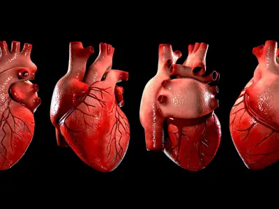  Anatomical Human Heart - For Commercial Use 3D print model