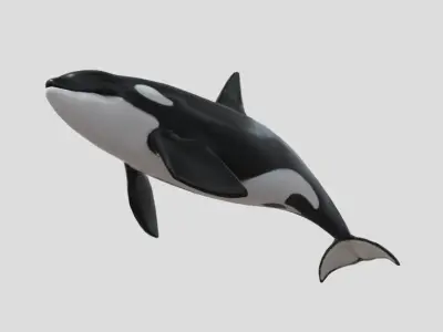 killer-whale Animated Low-poly Low-poly 3D model