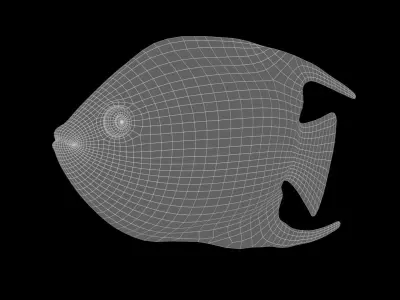 Angel Fish 3d Model 3D model