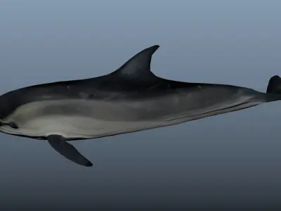 Bottlenose Dolphin- Animated  Low-poly 3D model