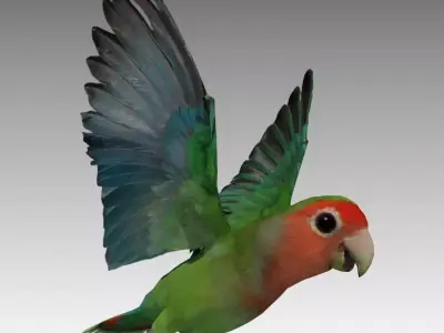Lovebird Animated Low-poly 3D model