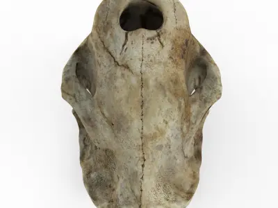 Saber tooth tiger skull Low-poly 3D model