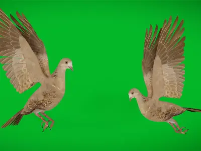 European Turtle Dove Bird Low-poly 3D model