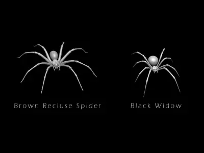 Spider Pack 3D model