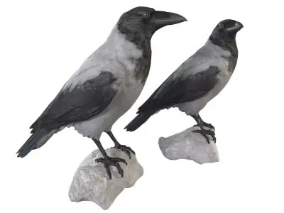  Hooded Crow 3D model