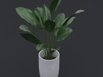 3D Bird Of Paradise II 3D model