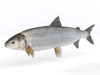 Whitefish fish 3D model