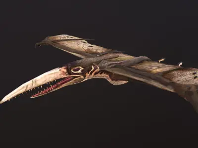 Pteranodon bat flying Low-poly 3D model