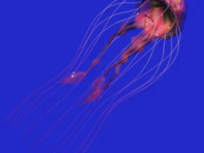 Jellyfish Rigged Low-poly 3D model