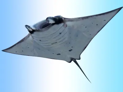 Manta Ray  Low-poly 3D model