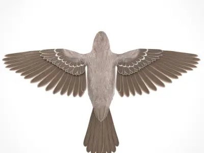 3D Bird Pack House Finch Male and Female Low-poly 3D model Low-poly 3D model