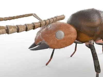 Ant Insect Low-poly 3D model