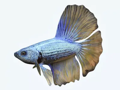 Betta Fish 4 3D model