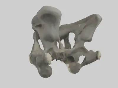 Gorilla Pelvis Low-poly 3D model