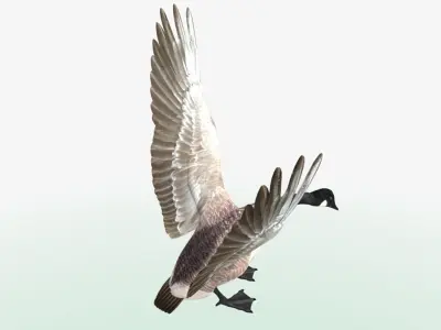 Canada Goose - rigged - animated 3D model
