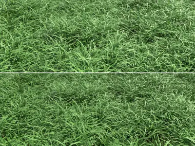 Green lawn Free 3D model