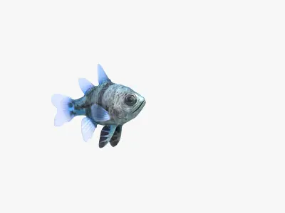 Orbiculate Cardinalfish 3D model