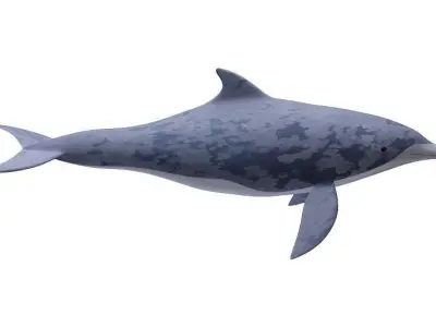 Dolphin Fish 3D model