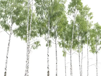 Birch forest part 08 3D model